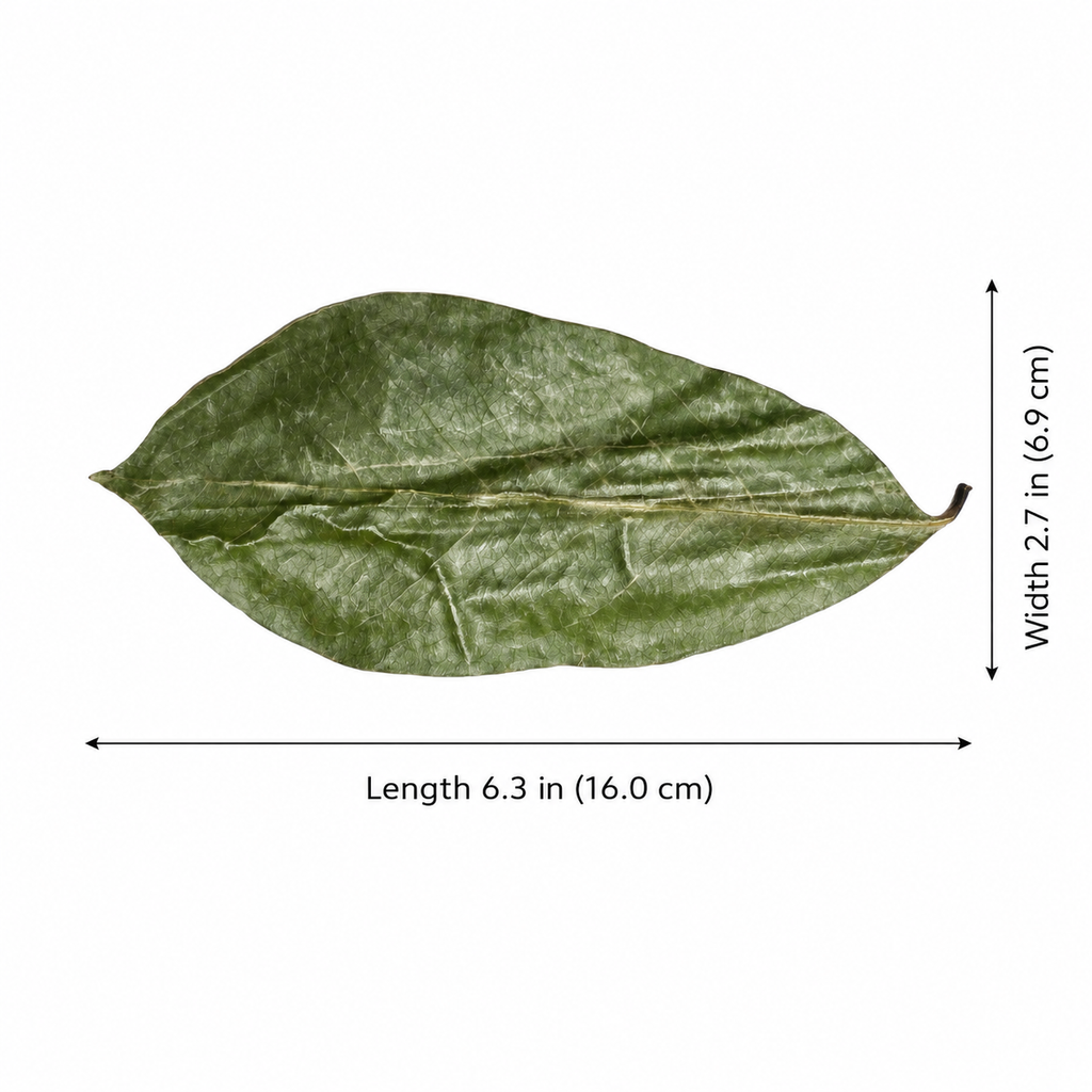 Organic Soursop Leaves – Dried Whole Leaves for Herbal Tea, Non-GMO – by Omura