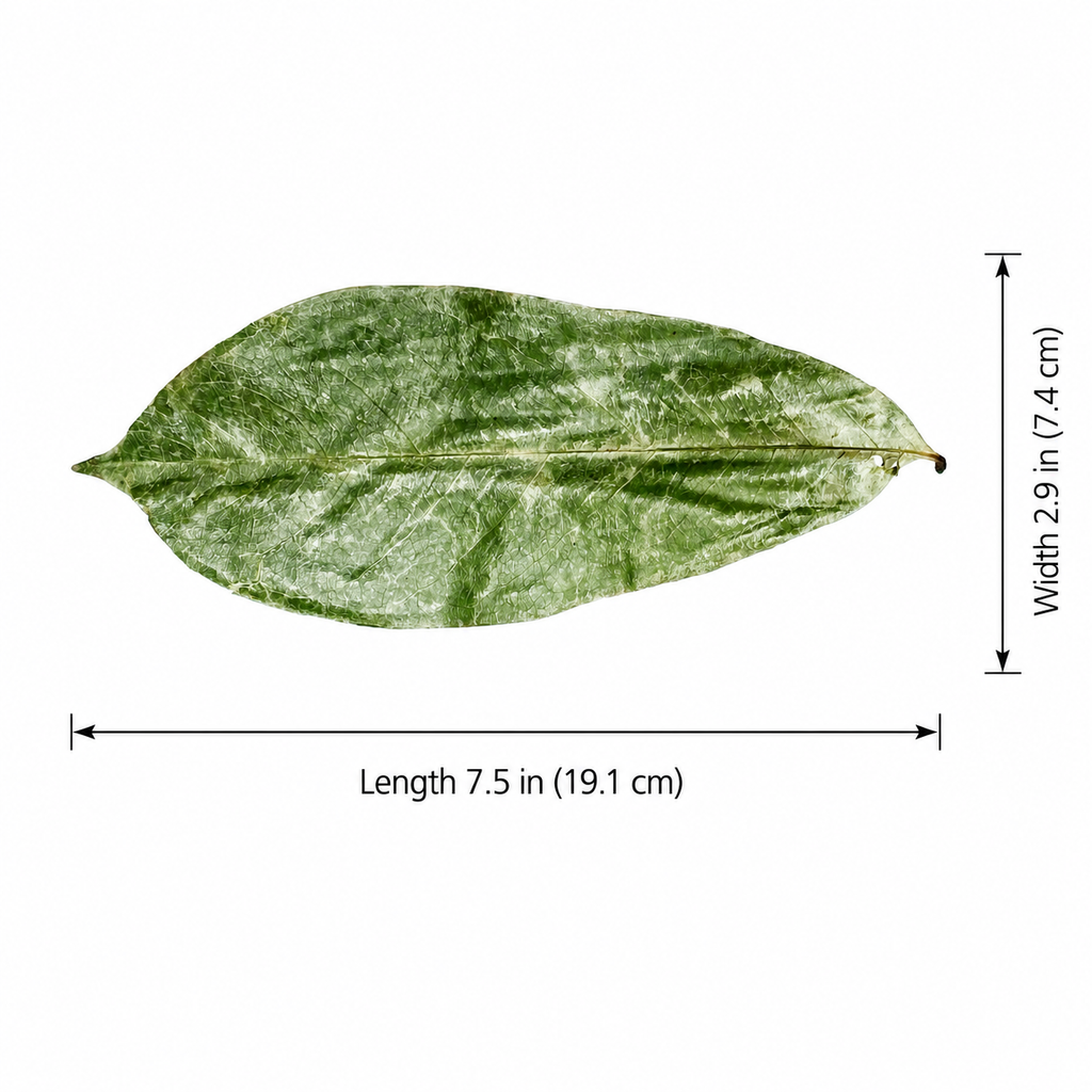 Organic Soursop Leaves – Dried Whole Leaves for Herbal Tea, Non-GMO – by Omura