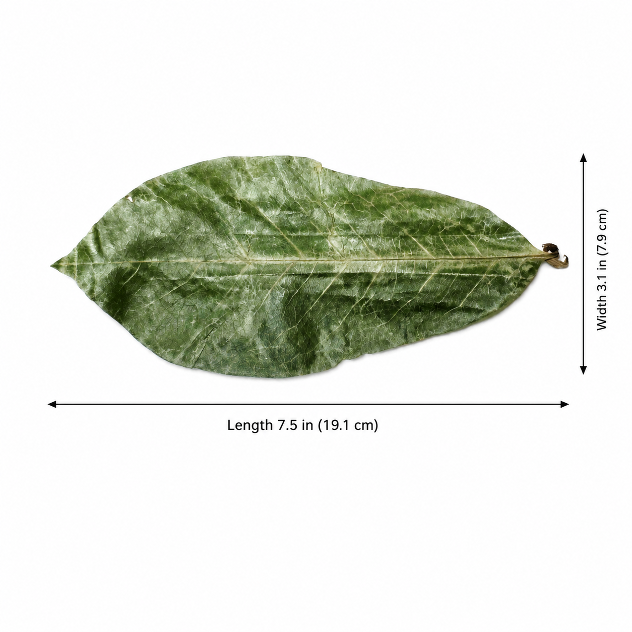 Organic Soursop Leaves – Dried Whole Leaves for Herbal Tea, Non-GMO – by Omura